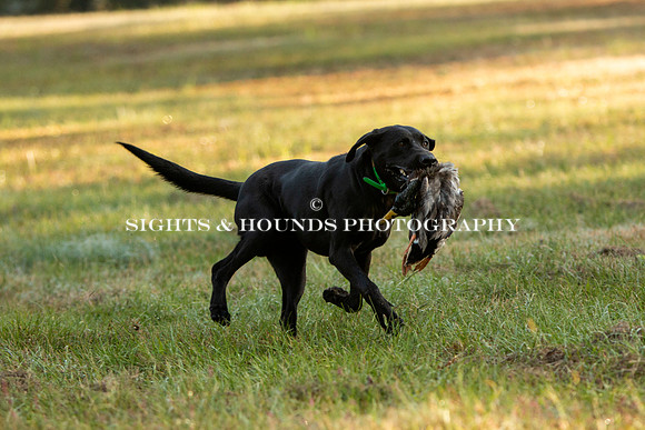 NEUSE RETRIEVER CLUB FALL HUNT TEST 2020
