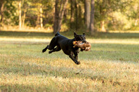 NEUSE RETRIEVER CLUB FALL HUNT TEST 2020