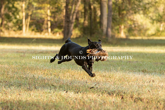 NEUSE RETRIEVER CLUB FALL HUNT TEST 2020
