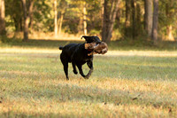 NEUSE RETRIEVER CLUB FALL HUNT TEST 2020