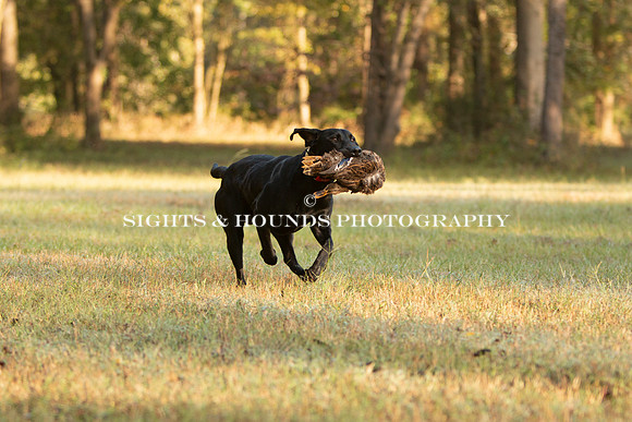 NEUSE RETRIEVER CLUB FALL HUNT TEST 2020