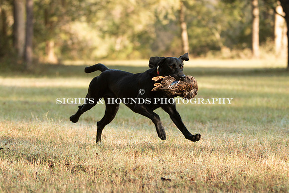 NEUSE RETRIEVER CLUB FALL HUNT TEST 2020