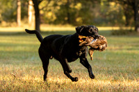 NEUSE RETRIEVER CLUB FALL HUNT TEST 2020