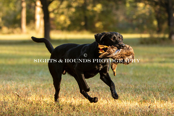NEUSE RETRIEVER CLUB FALL HUNT TEST 2020