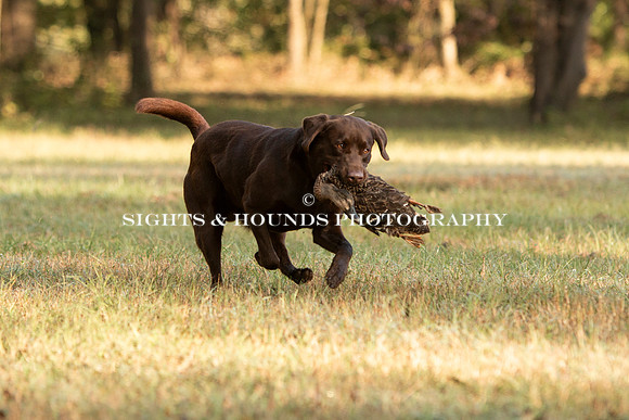 NEUSE RETRIEVER CLUB FALL HUNT TEST 2020
