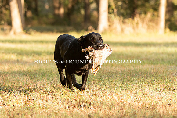 NEUSE RETRIEVER CLUB FALL HUNT TEST 2020