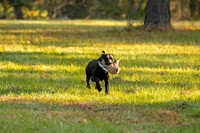 NEUSE RETRIEVER CLUB FALL HUNT TEST 2020