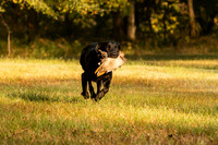 NEUSE RETRIEVER CLUB FALL HUNT TEST 2020