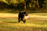 NEUSE RETRIEVER CLUB FALL HUNT TEST 2020