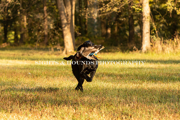 NEUSE RETRIEVER CLUB FALL HUNT TEST 2020