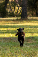 NEUSE RETRIEVER CLUB FALL HUNT TEST 2020