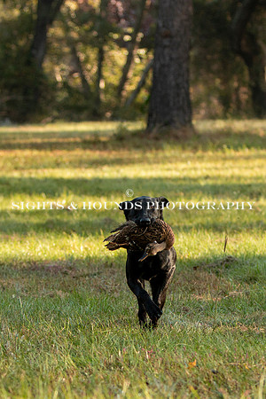 NEUSE RETRIEVER CLUB FALL HUNT TEST 2020