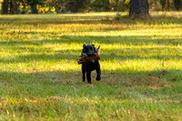 NEUSE RETRIEVER CLUB FALL HUNT TEST 2020
