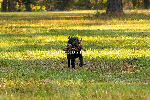 NEUSE RETRIEVER CLUB FALL HUNT TEST 2020