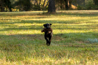 NEUSE RETRIEVER CLUB FALL HUNT TEST 2020