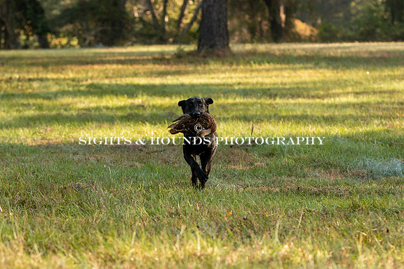NEUSE RETRIEVER CLUB FALL HUNT TEST 2020