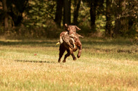 NEUSE RETRIEVER CLUB FALL HUNT TEST 2020