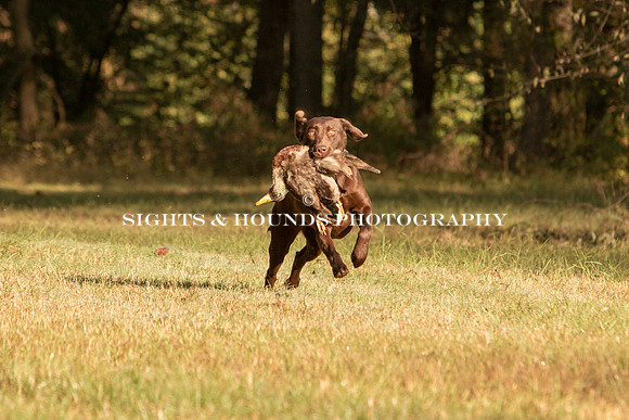NEUSE RETRIEVER CLUB FALL HUNT TEST 2020