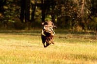 NEUSE RETRIEVER CLUB FALL HUNT TEST 2020