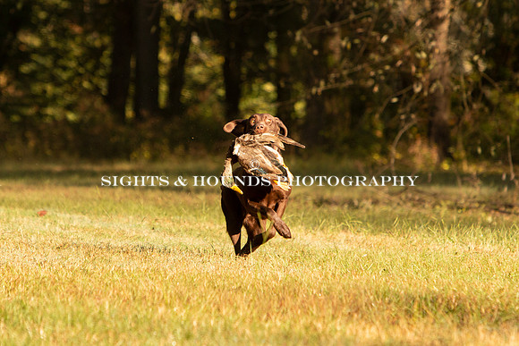 NEUSE RETRIEVER CLUB FALL HUNT TEST 2020