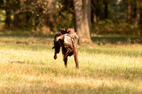 NEUSE RETRIEVER CLUB FALL HUNT TEST 2020