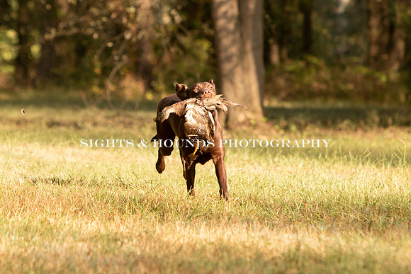 NEUSE RETRIEVER CLUB FALL HUNT TEST 2020