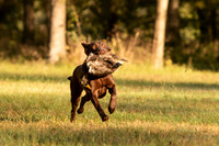 NEUSE RETRIEVER CLUB FALL HUNT TEST 2020