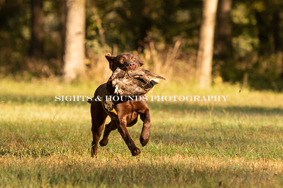NEUSE RETRIEVER CLUB FALL HUNT TEST 2020