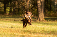 NEUSE RETRIEVER CLUB FALL HUNT TEST 2020
