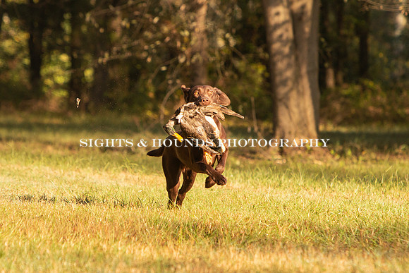 NEUSE RETRIEVER CLUB FALL HUNT TEST 2020
