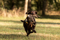 NEUSE RETRIEVER CLUB FALL HUNT TEST 2020