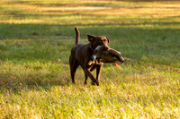 NEUSE RETRIEVER CLUB FALL HUNT TEST 2020