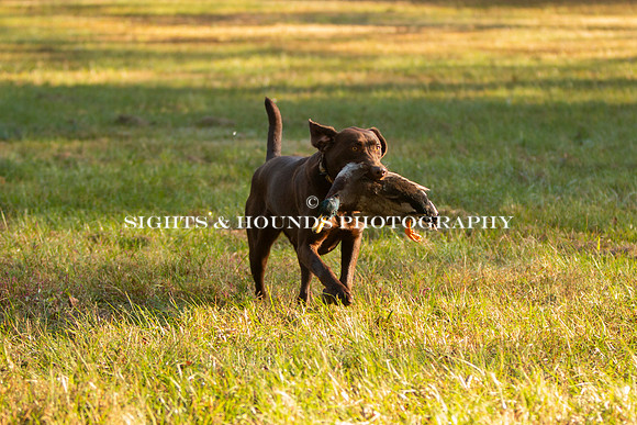 NEUSE RETRIEVER CLUB FALL HUNT TEST 2020