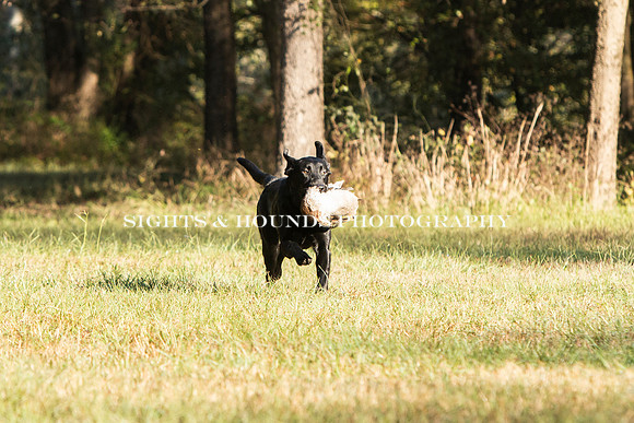 NEUSE RETRIEVER CLUB FALL HUNT TEST 2020