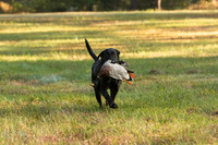 NEUSE RETRIEVER CLUB FALL HUNT TEST 2020