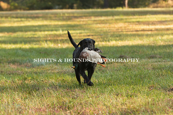 NEUSE RETRIEVER CLUB FALL HUNT TEST 2020