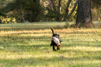 NEUSE RETRIEVER CLUB FALL HUNT TEST 2020