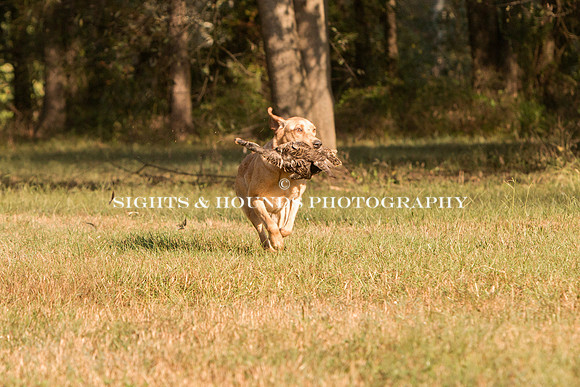 NEUSE RETRIEVER CLUB FALL HUNT TEST 2020