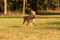 NEUSE RETRIEVER CLUB FALL HUNT TEST 2020