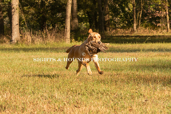NEUSE RETRIEVER CLUB FALL HUNT TEST 2020