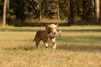 NEUSE RETRIEVER CLUB FALL HUNT TEST 2020