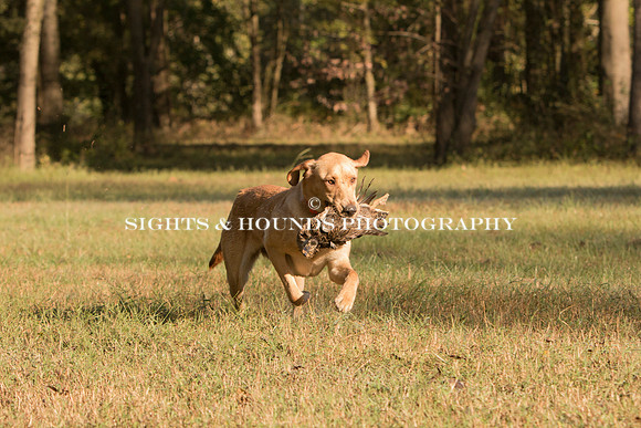 NEUSE RETRIEVER CLUB FALL HUNT TEST 2020