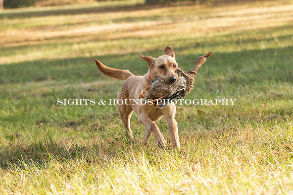 NEUSE RETRIEVER CLUB FALL HUNT TEST 2020