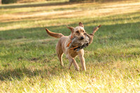 NEUSE RETRIEVER CLUB FALL HUNT TEST 2020