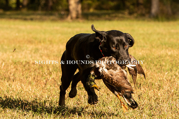 NEUSE RETRIEVER CLUB FALL HUNT TEST 2020