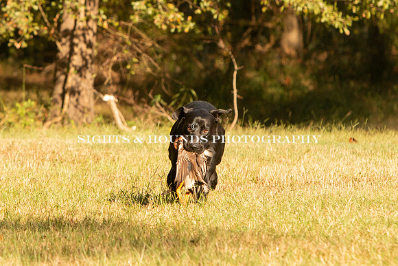 NEUSE RETRIEVER CLUB FALL HUNT TEST 2020