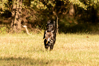 NEUSE RETRIEVER CLUB FALL HUNT TEST 2020