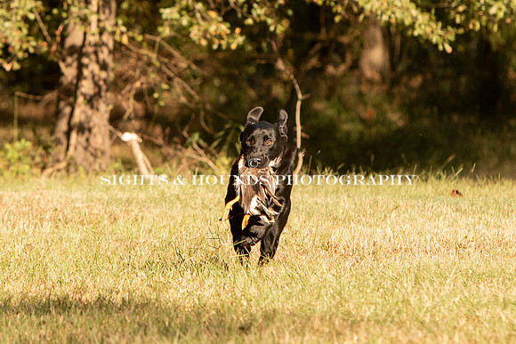 NEUSE RETRIEVER CLUB FALL HUNT TEST 2020