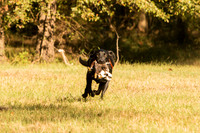 NEUSE RETRIEVER CLUB FALL HUNT TEST 2020
