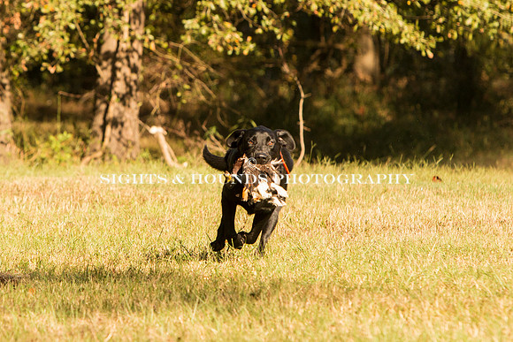 NEUSE RETRIEVER CLUB FALL HUNT TEST 2020